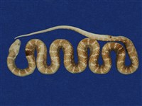 藏品(紅斑蛇)的圖片